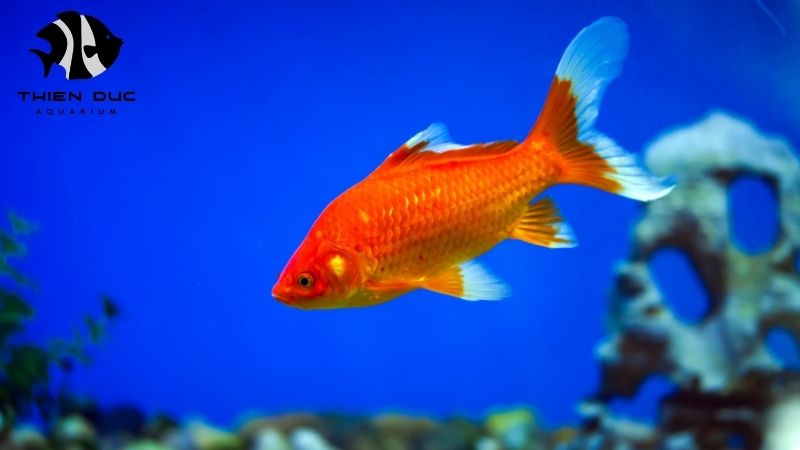 Vietnamese fish exports