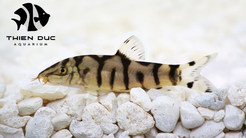 Vietnamese loaches exporter
