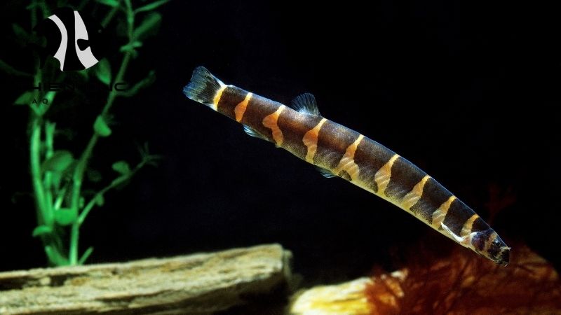 Vietnamese loaches exporter