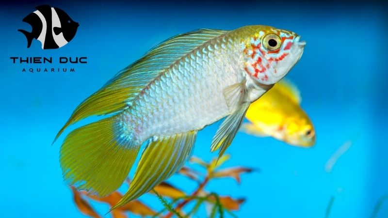 Wholesale Apistogramma
