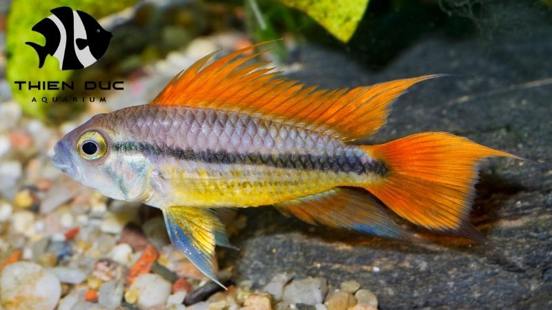 Wholesale Apistogramma