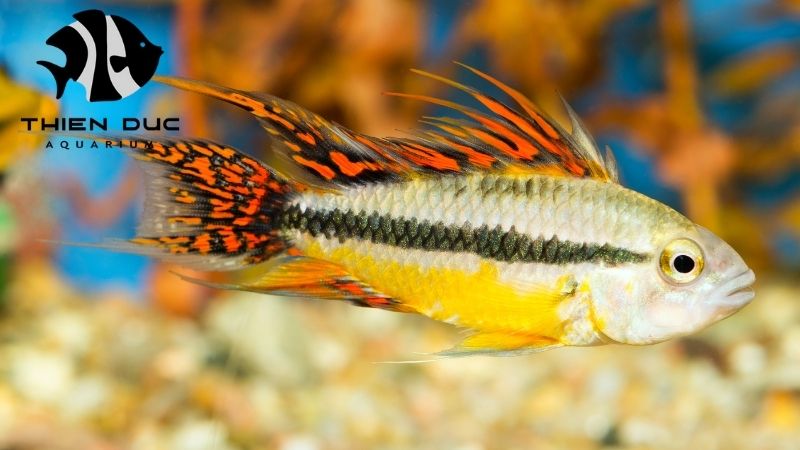 Wholesale Apistogramma