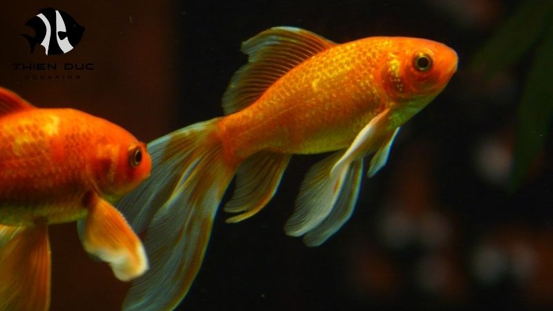 Wholesale aquarium fish EU