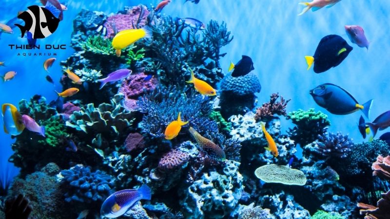 Wholesale aquarium fish EU