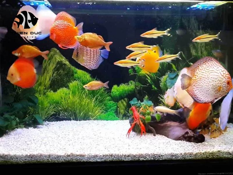 wholesale aquatic fish