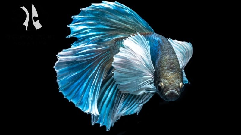 Wholesale betta fish Vietnam