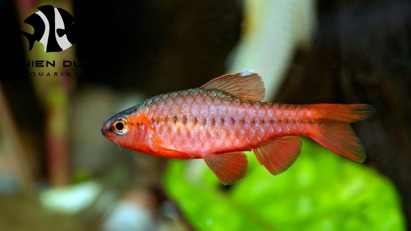 Wholesale cardinal tetra