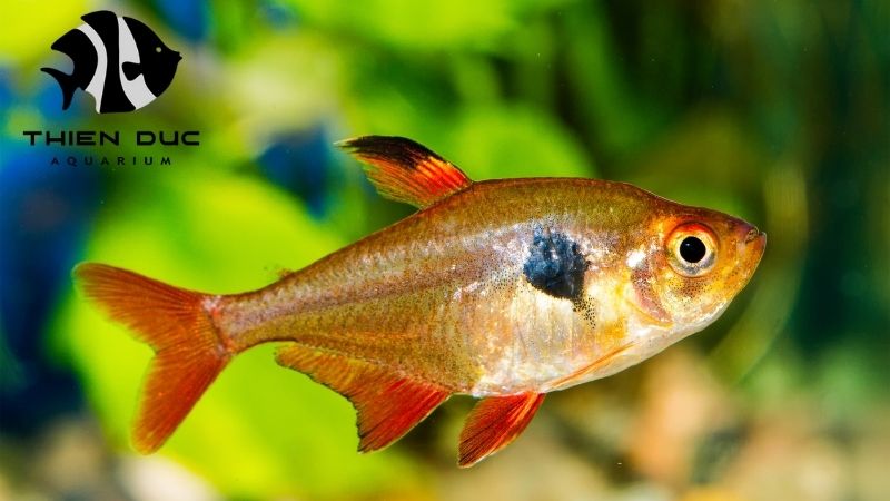 Wholesale cardinal tetra