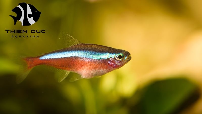 Wholesale cardinal tetra