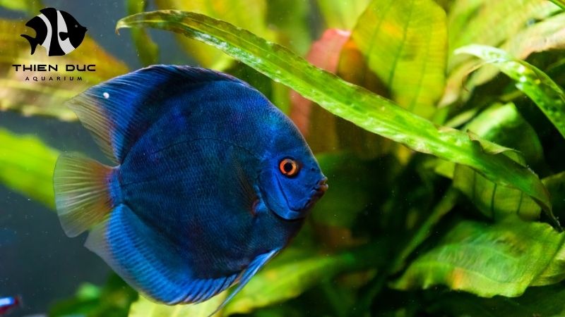 wholesale discus Europe