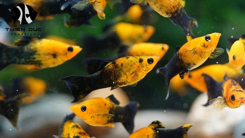 Wholesale fish UK delivery