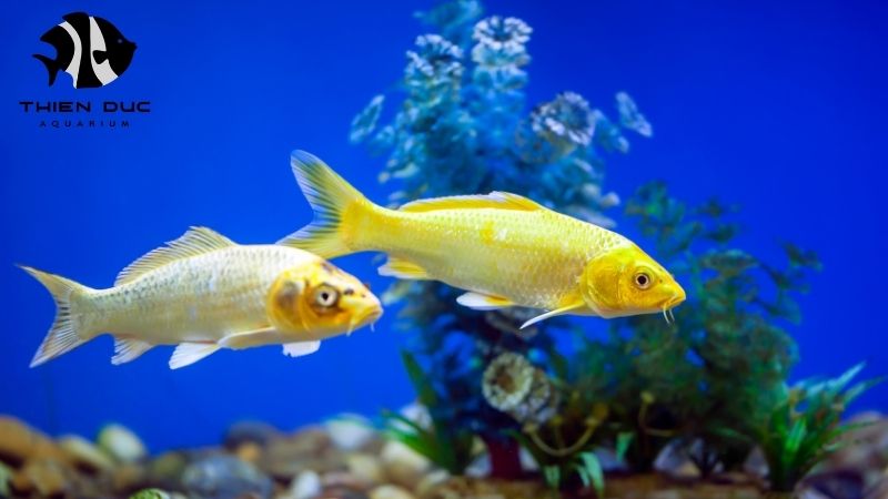 Wholesale fish with health certificate