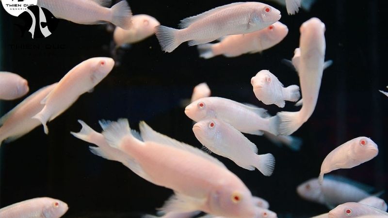 Wholesale fish with health certificate