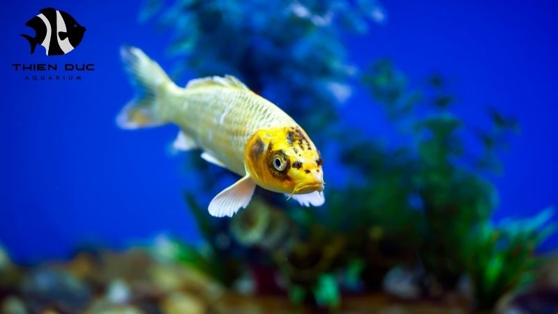 Wholesale fish with health certificate