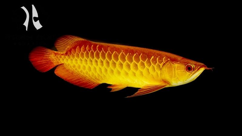 wholesale guppy fish Europe