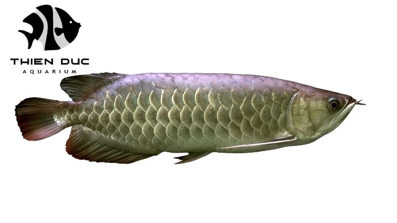 wholesale guppy fish Europe