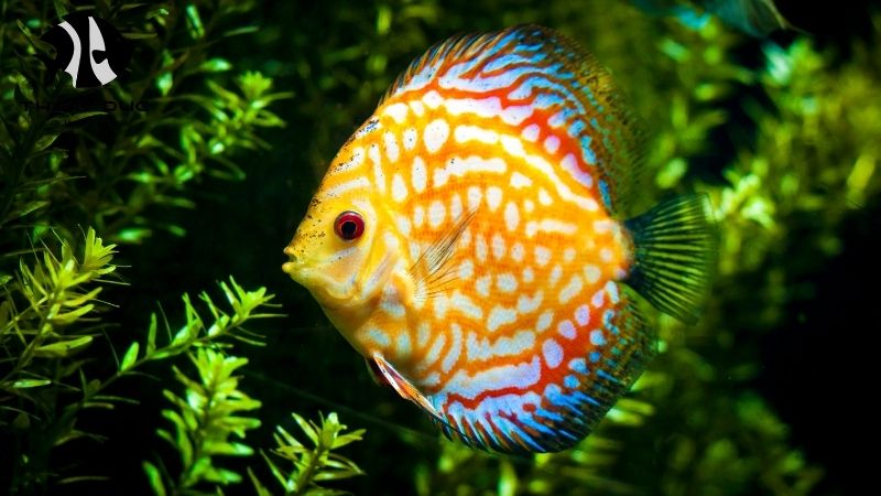 Wild Discus Fish Vietnam
