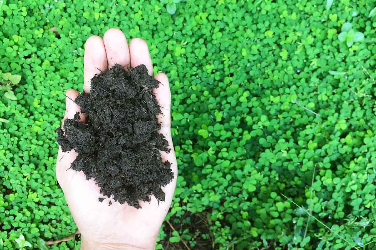 cay phan xanh mua dong