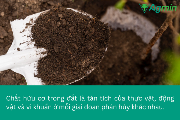 chất hữu cơ trong đất
