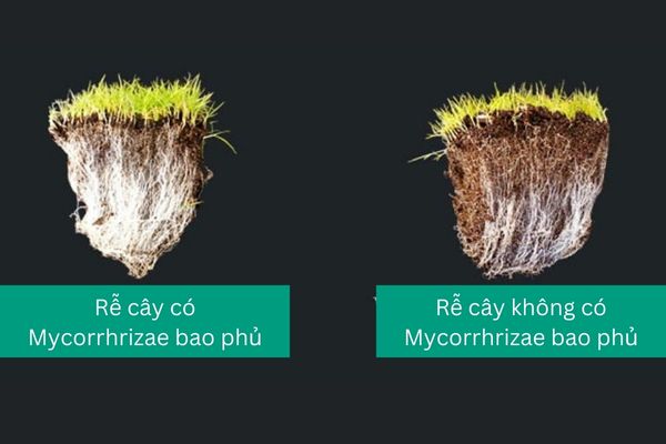 nam re cong sinh mycorrhizae