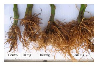 tac dung cua axit humic