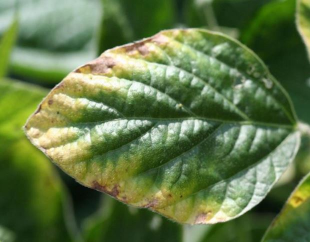 thieu hut kali o dau nanh