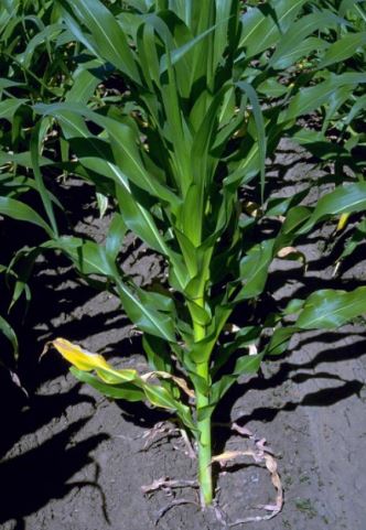 thieu hut nito o cay ngo