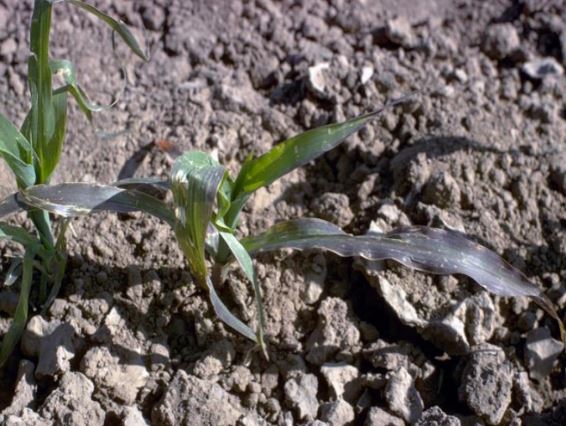 thieu hut phot pho o cay ngo