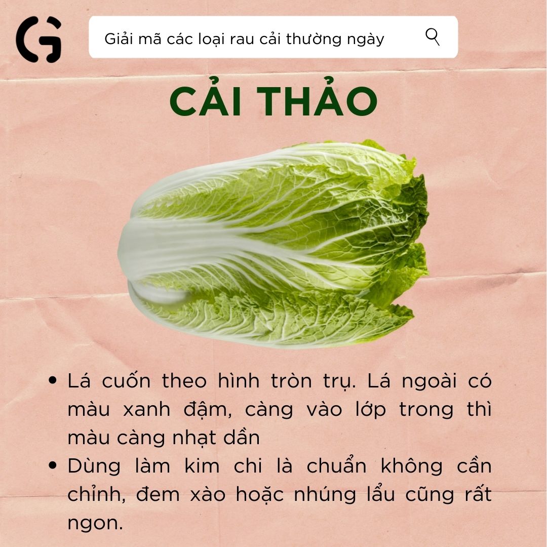 Hình dạng và công dụng của cải thảo