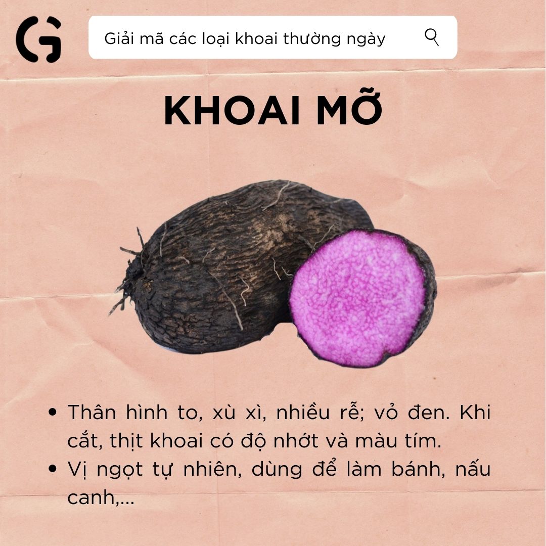 giải mã khoai mỡ