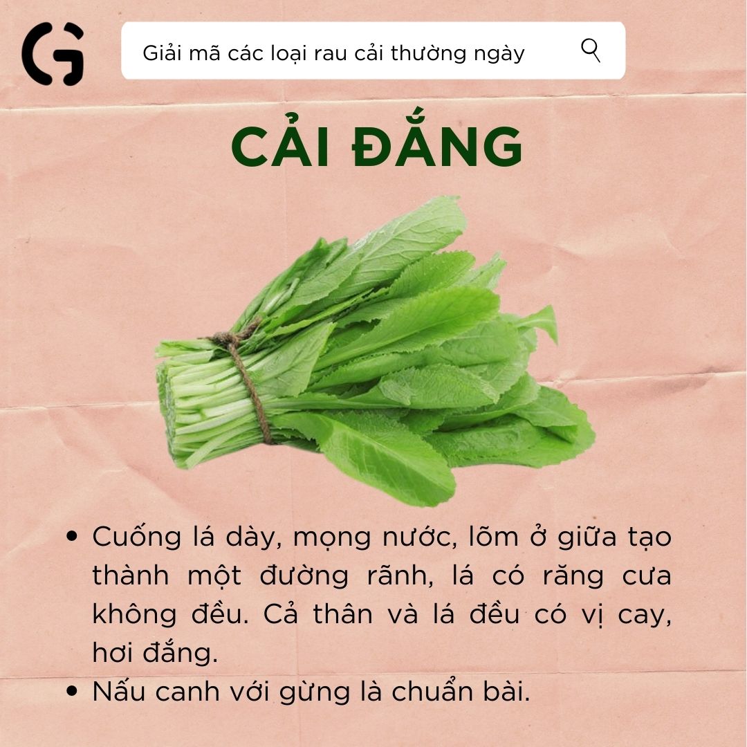 Hình dạng và công dụng của cải đắng