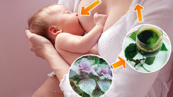 Lá tía tô giúp hạ sốt cho trẻ sơ sinh sau tiêm phòng