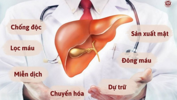 Gan nắm giữ nhiều chức năng quan trọng