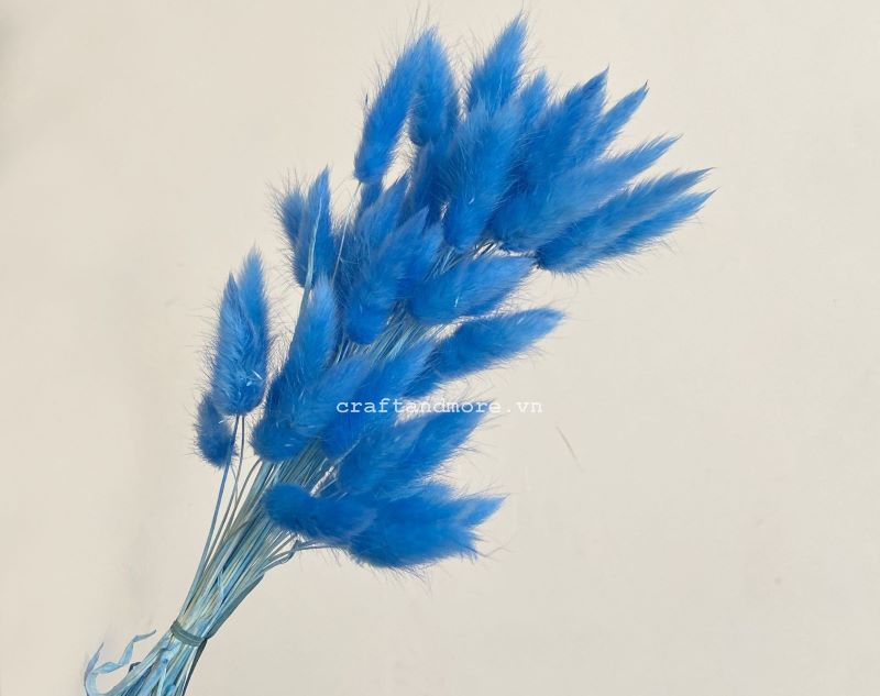 Cỏ đuôi thỏ khô làm thiệp