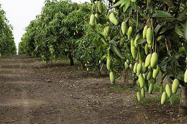 nên trồng cây ăn quả gì trước nhà