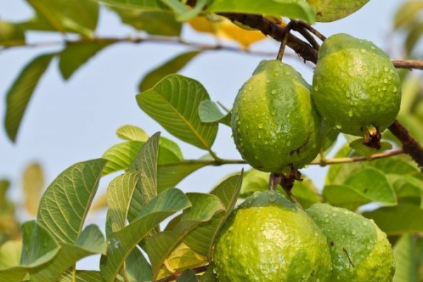 Bon-phan-duong-trai-cho-cay