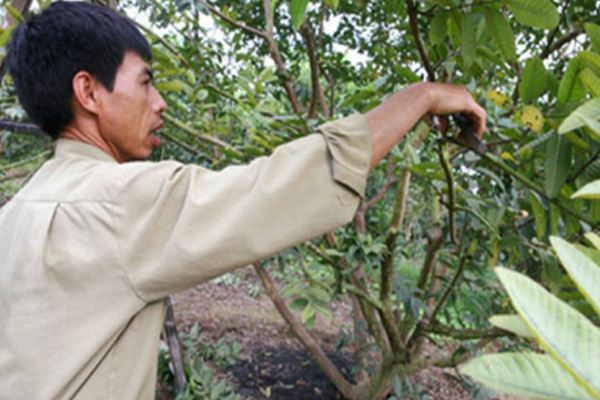 Tia-canh-cho-cay-an-trai