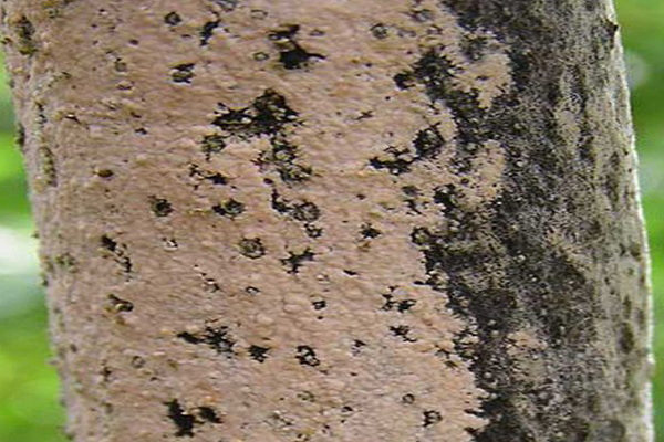 Trieu-chung-cua-benh-nam-hong-tren-cay-sau-rieng