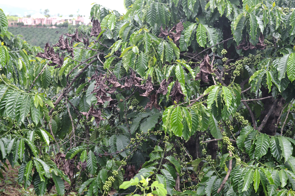 Vuong-ca-phe-bi-benh-nam-hong