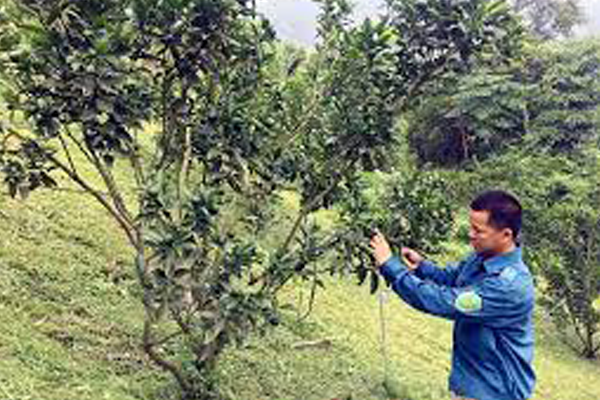 Cat-canh-bi-benh-va-thieu-huy-de-ngan-ngua-benh-nam-hong