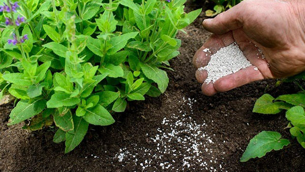 bon-voi-nhu-the-nao-dung-nhat