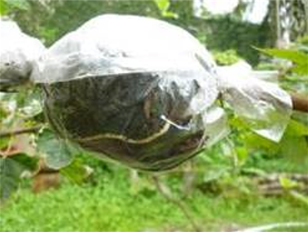 chiet-canh-sau-rieng