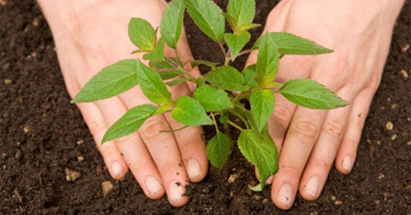 luu-y-nhung-tac-hai-khi-su-dung-voi-trong-nong-nghiep