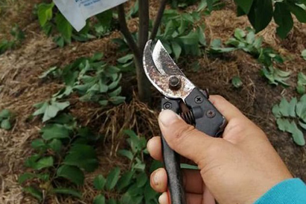 Su-dung-kep-cat-canh-chuyen-dung