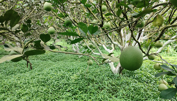 nhung-loi-ich-ma-co-dai-mang-lai