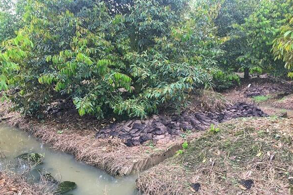 Dao-ranh-nham-han-che-ngap-ung-cho-cay-sau-rieng