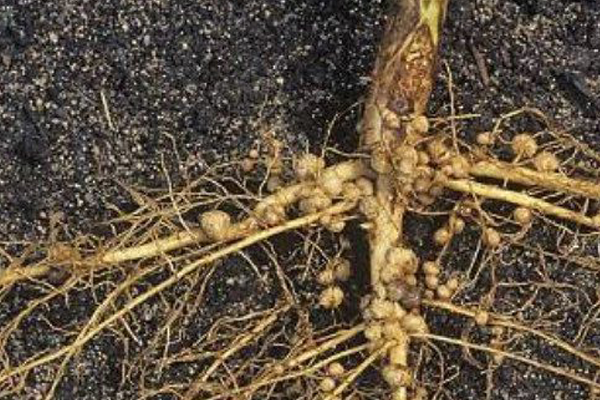 Benh-lo-co-re-tren-cay-ca-phe