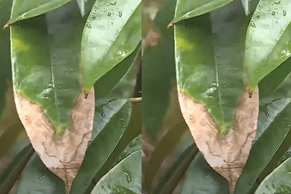 La-sau-rieng-bi-benh-than-thu