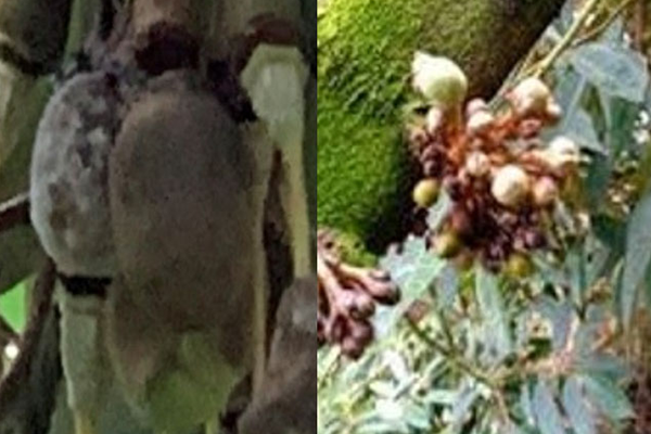 Benh-than-thu-tren-bong-sau-rieng