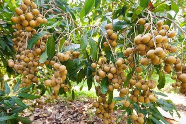 Nhu-cau-dinh-duong-cua-cay-nhan